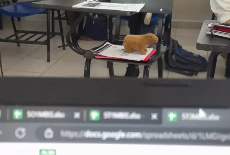 Peluche de capibara toma clases clases