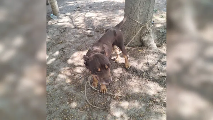 Abandonan perro pitbull en Guasave