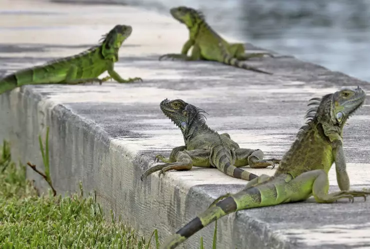 Iguanas