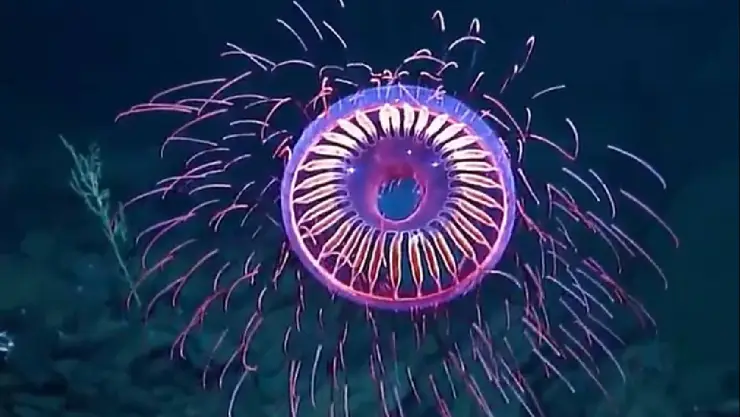 Medusa Baja California.jpg
