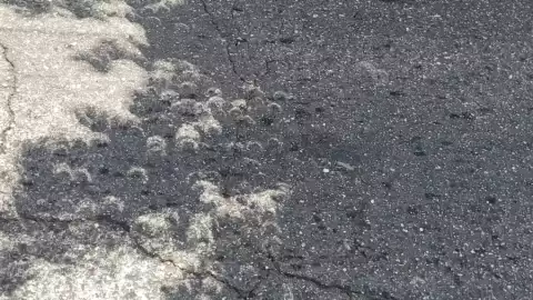 FOTO Eclipse solar 2023 se ve reflejado en las hojas de los árboles