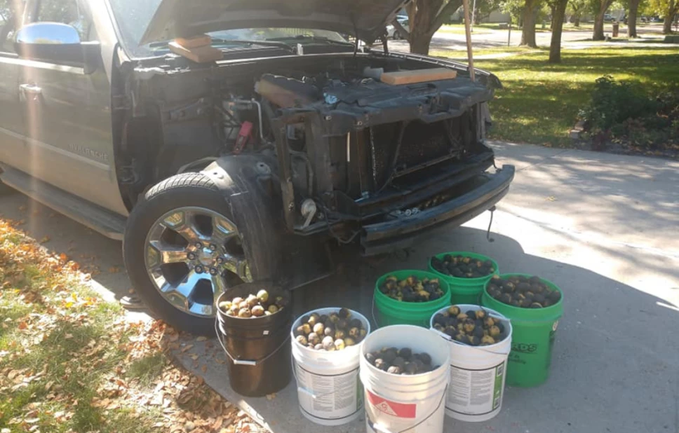 Ardillas nueces auto