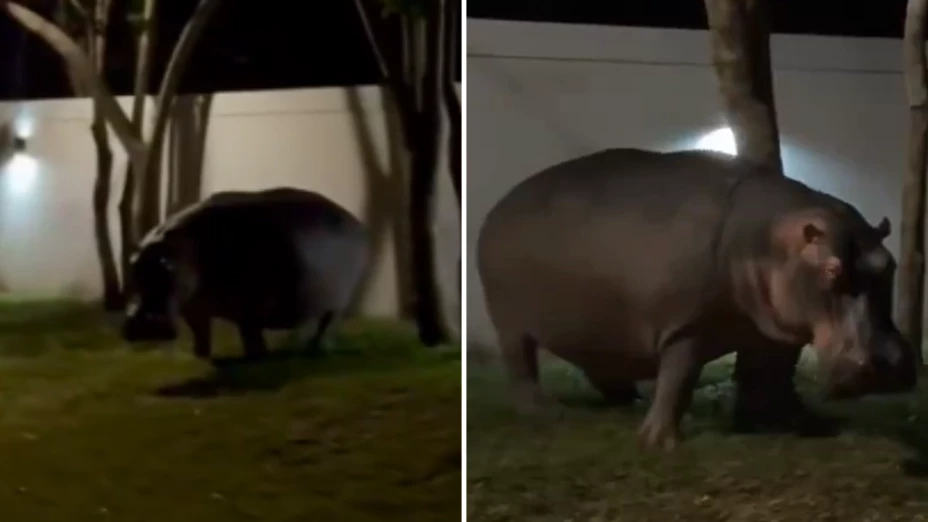 hipopótamos en Colombia 2025.png