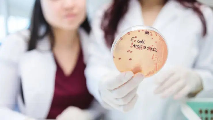E. coli