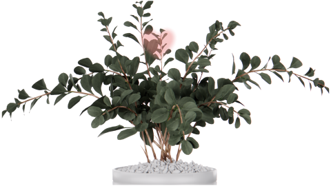 Planta eucalipto
