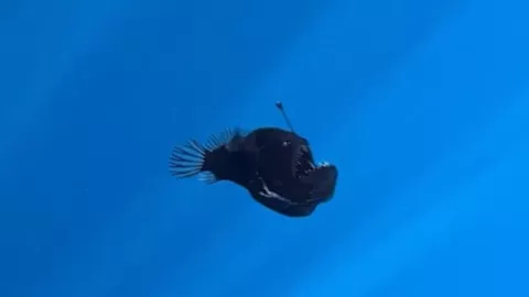 VIDEO | ¡Asombroso! Pez Diablo Negro es visto por primera vez en la superficie marina