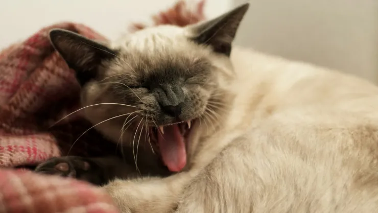 Consejos para quitarle el mal olor de la boca a tu gato