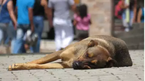 perro callejero .jpg