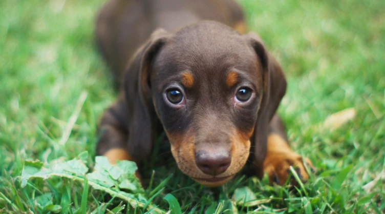 perro (1).png