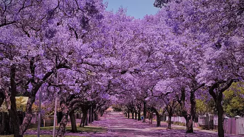 ¡Jacarandas de mi corazón! La CDMX se pinta de morado