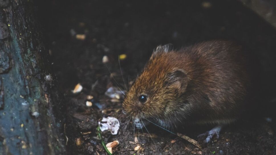 Hantavirus, qué es, pandemia .jpg