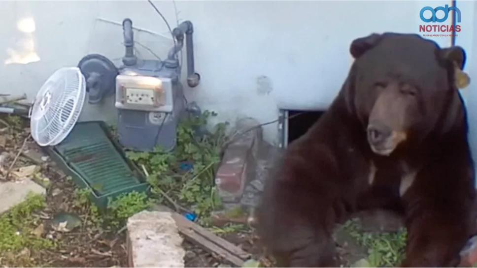 Oso gigante encontrado bajo vivienda genera investigación