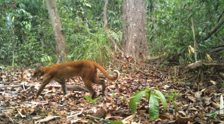 Captan raro gato dorado por primera vez en Camboya.png