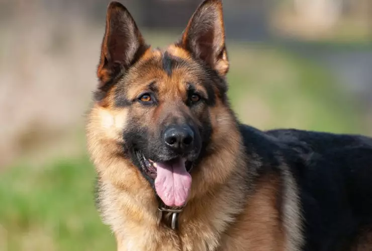 Muere perro policía por golpe de calor