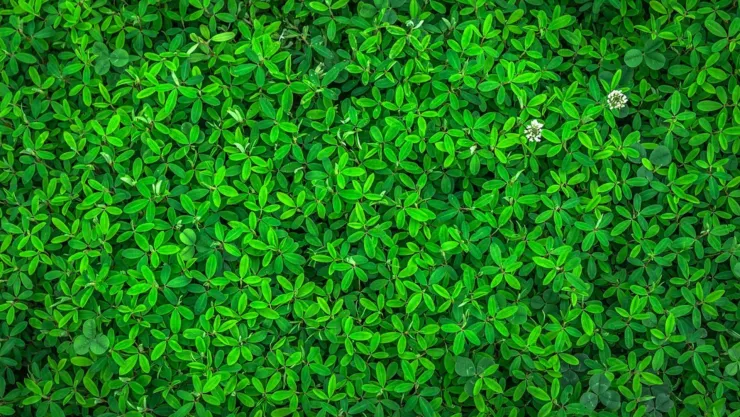 La planta para decirle adiós a los mosquitos y polillas