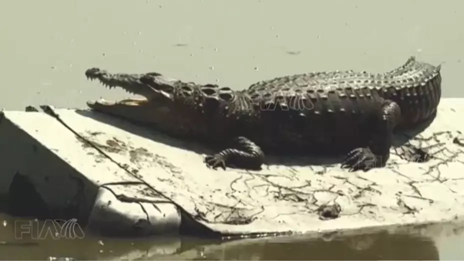 Reaparece el cocodrilo de Cuautitlán Izcalli; negocios cambian sus nombres para atraer turistas