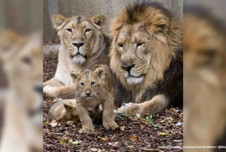 bioparque estrella mexico pide ayuda.jpg