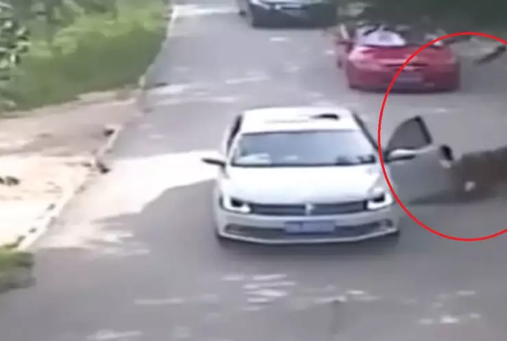 Mujer sale del auto tras discusión y es atacada por un tigre