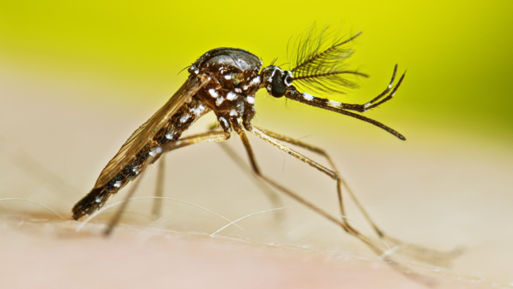 Dengue
