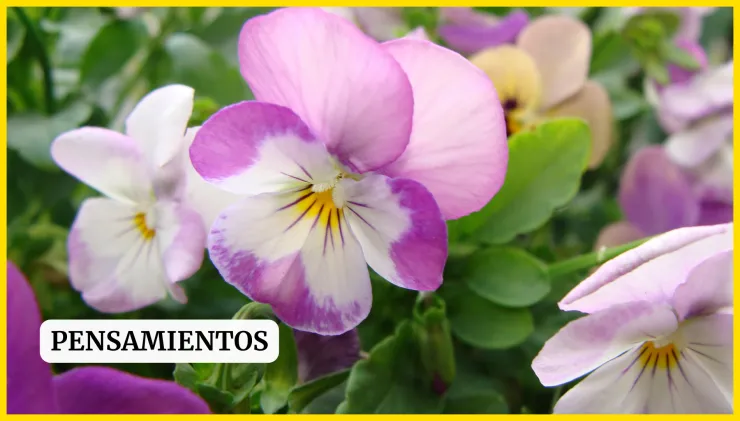 Plantas