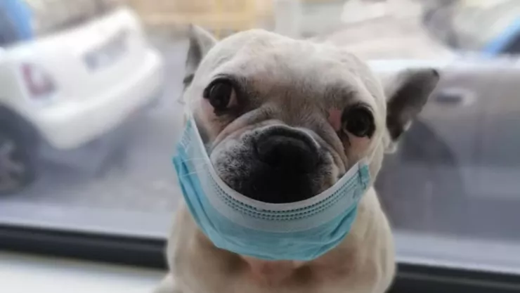 Perro con cubrebocas