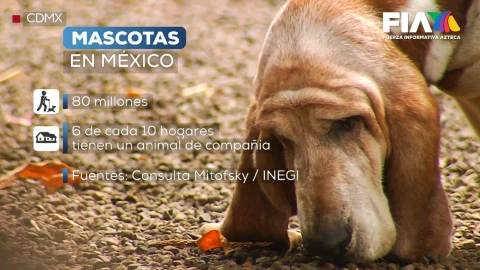 Datos sobre las mascotas en México