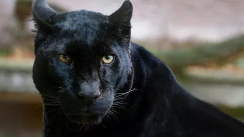 Jaguar suelto en Aguascalientes ¿Qué hacer en caso de encontrarlo y cuáles son sus características .jpg