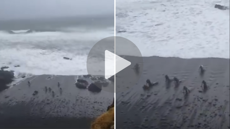 Captan supuestas sirenas saliendo del mar; video viral desata debate en redes sociales.png