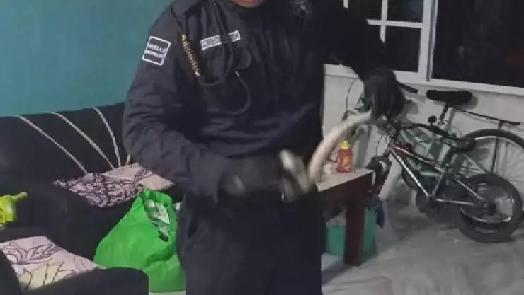 Enorme serpiente causó susto en una familia; se trata de una boa