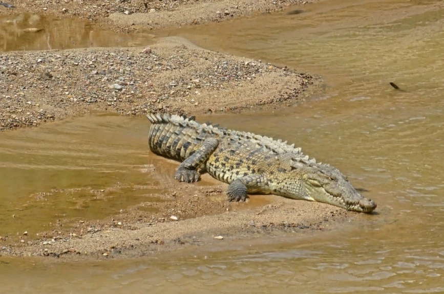 galerçia de fotos de los cocodrilos en Jalisco y Nayarit