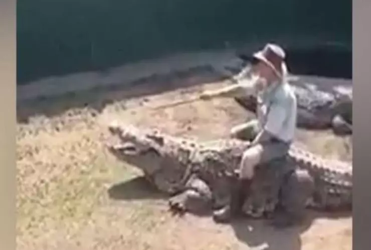 cocodrilo muerde a su cuidador