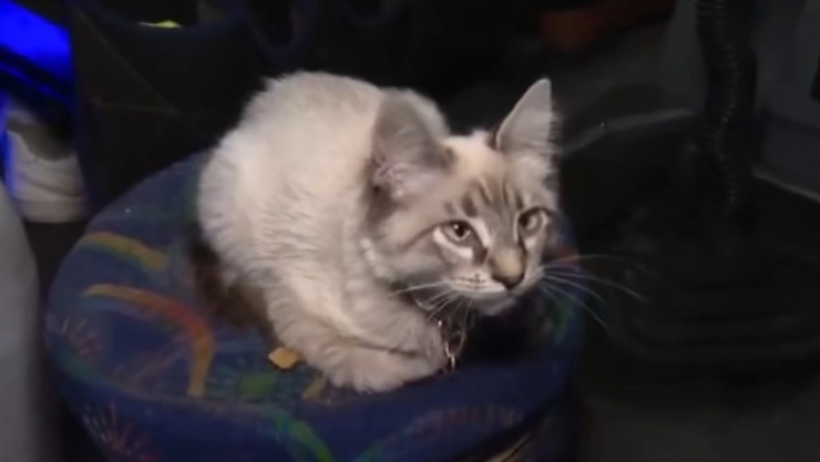 Zafiro gato microbusero cobrador Puebla reaparece días desaparecido