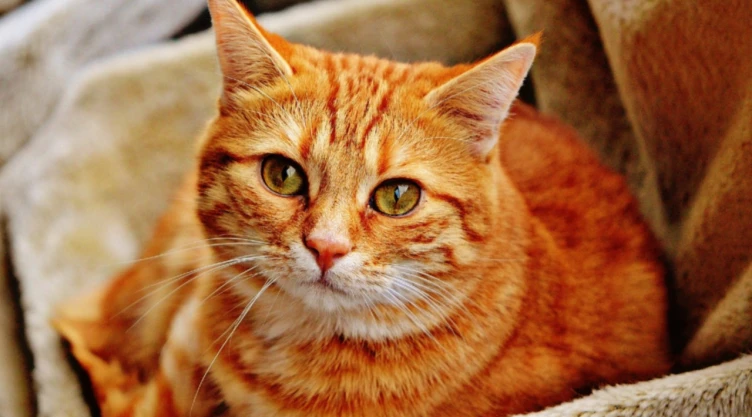 gatitos_japon_comedor