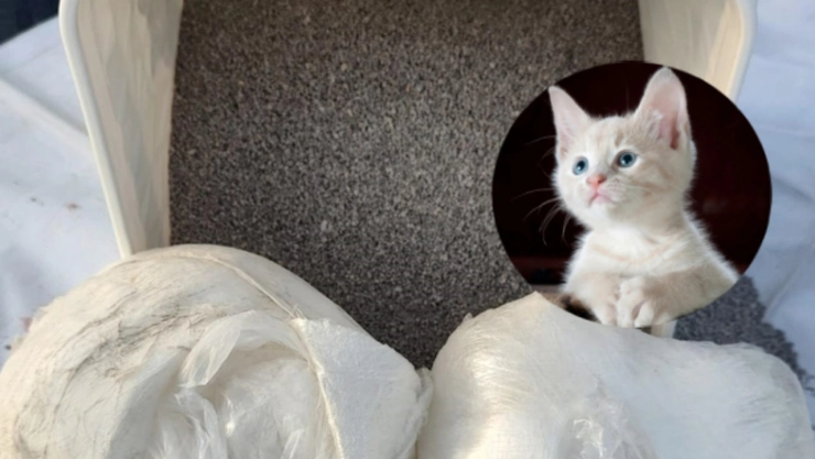 ¡En pleno Día del Gato! Encuentran metanfetamina en arena para gato; la iban a enviar a CDMX
