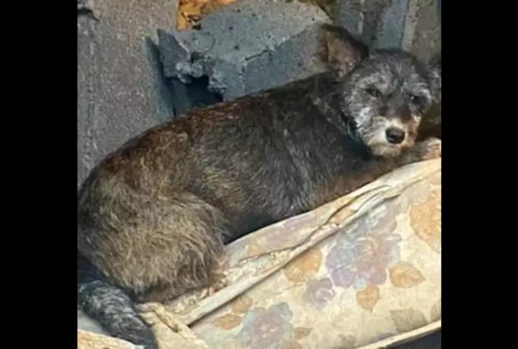 Abuelito muere en derrumbe de su casa y perrito se queda a su lado.