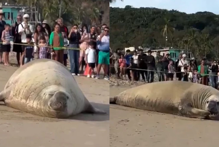 Elefante marino en Nayarit