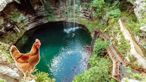 Cenote oculto en Hunucmá es descubierto gracias a la caída de una gallina