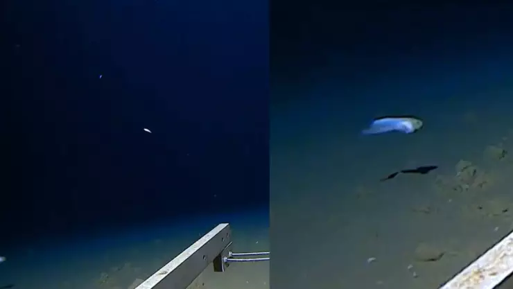 VIDEO Así se ve el fondo del mar; graban a pez en profundidades récord