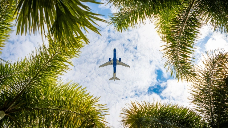 Un avión sobrevuela el cielo entre palmeras.