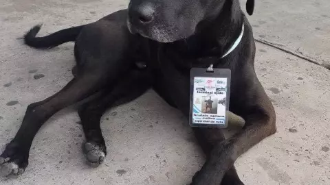 Perro trabaja en terminal autobuses.