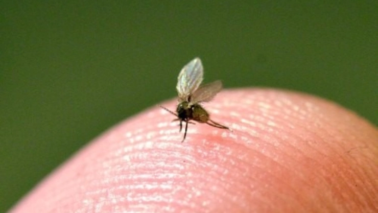 Así puedes identificar las moscas de arena, el insecto que puede causar úlceras en la piel