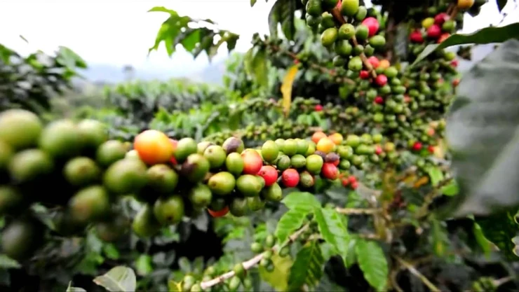Cafetales brasil