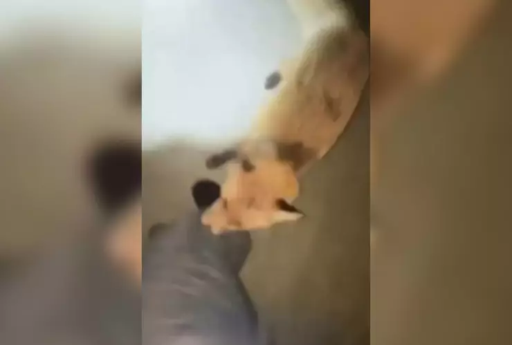 ¡De la ternura al pánico! Zorro con rabia ataca a empleada de gasolinera; tuvo que ser vacunada de urgencia (VIDEO FUERTE).jpg