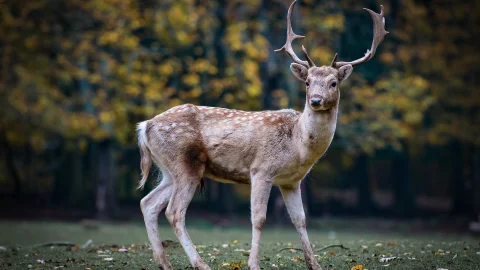 animales2.jpg