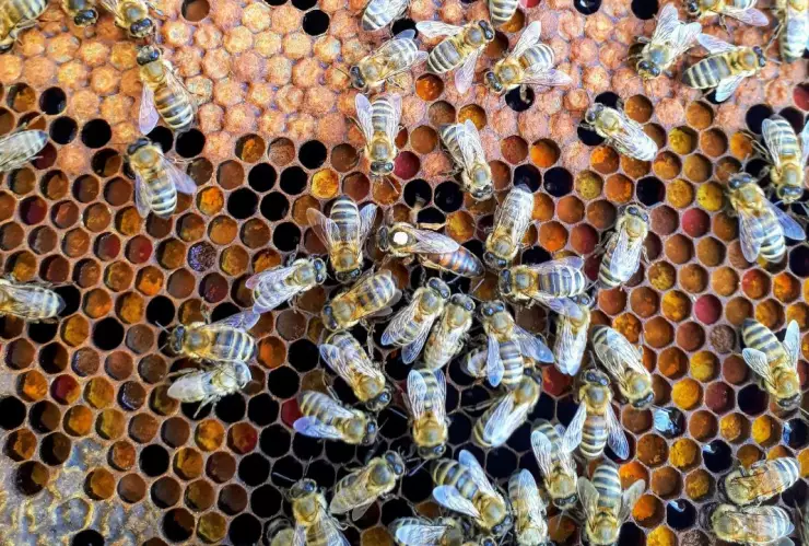Hombre es perseguido por una colmena de abejas