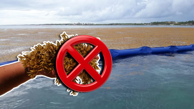 Estas son las playas sin sargazo en Quintana Roo HOY 18 de octubre de 2025_ De Holbox, Cancún, Tulum a Xcalak.jpg