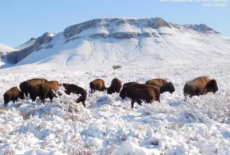 La Semarnat informó que no ha autorizado ningún permiso de aprovechamiento cinegético de bisonte americano al Rancho Buena Vista, ubicado en Coahuila, luego de que en redes sociales se publicara una serie de fotografías de caza del animal