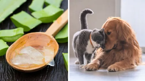 El aloe vera puede traer grandes consecuencias en la salud de tu mascota