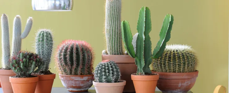 cactus