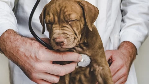 ¿Cómo saber si mi perro está enfermo?: 10 señales a las que estar atentos